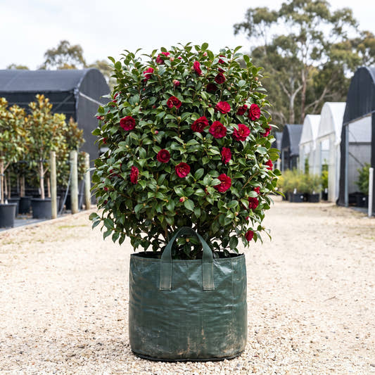 Huntsman Camellia - Camellia ‘Huntsman’