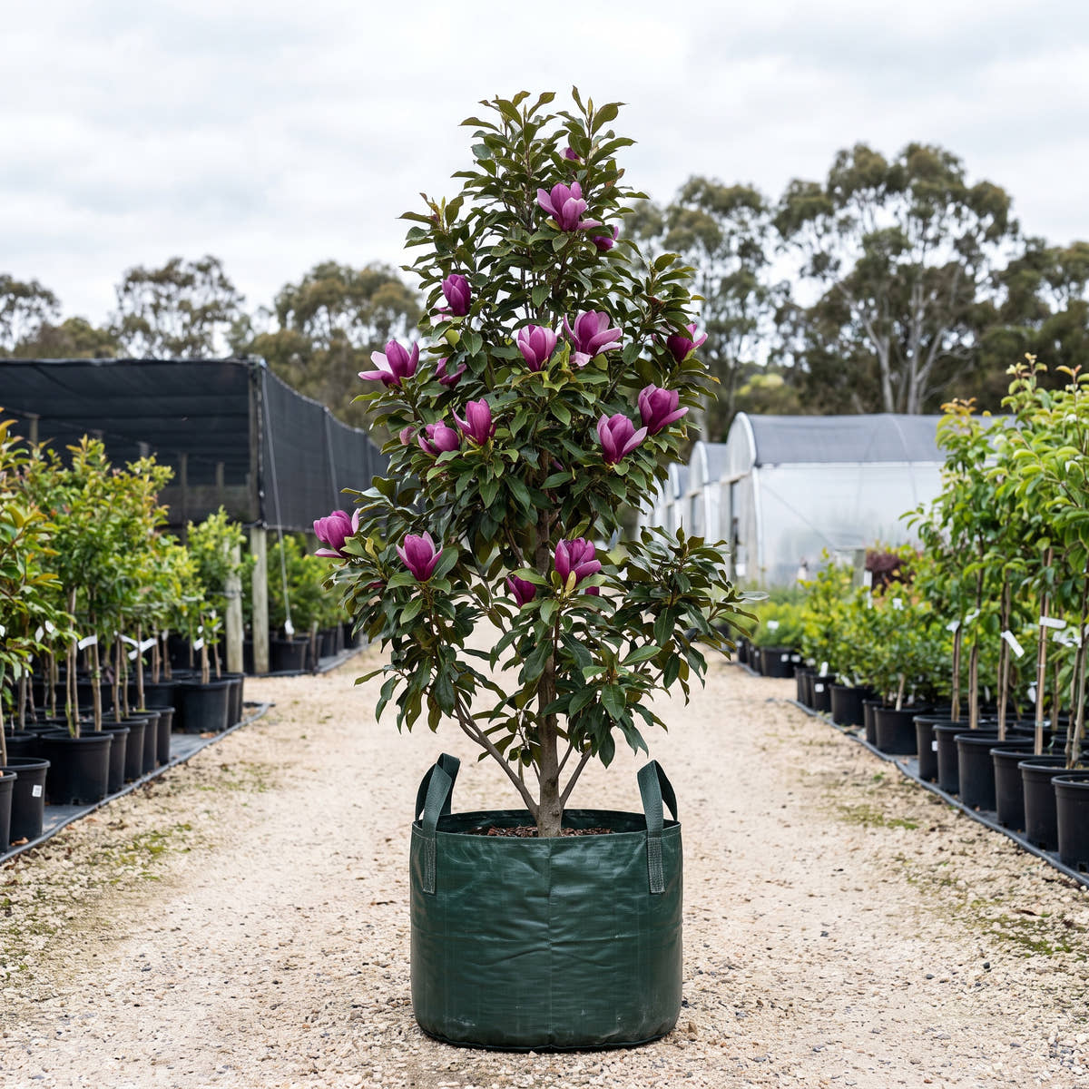 Lennei Magnolia - Magnolia x soulangeana ‘Lennei’