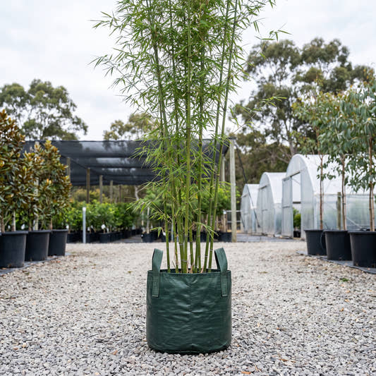 Oliveri Bamboo - Thyrsostachys oliveri