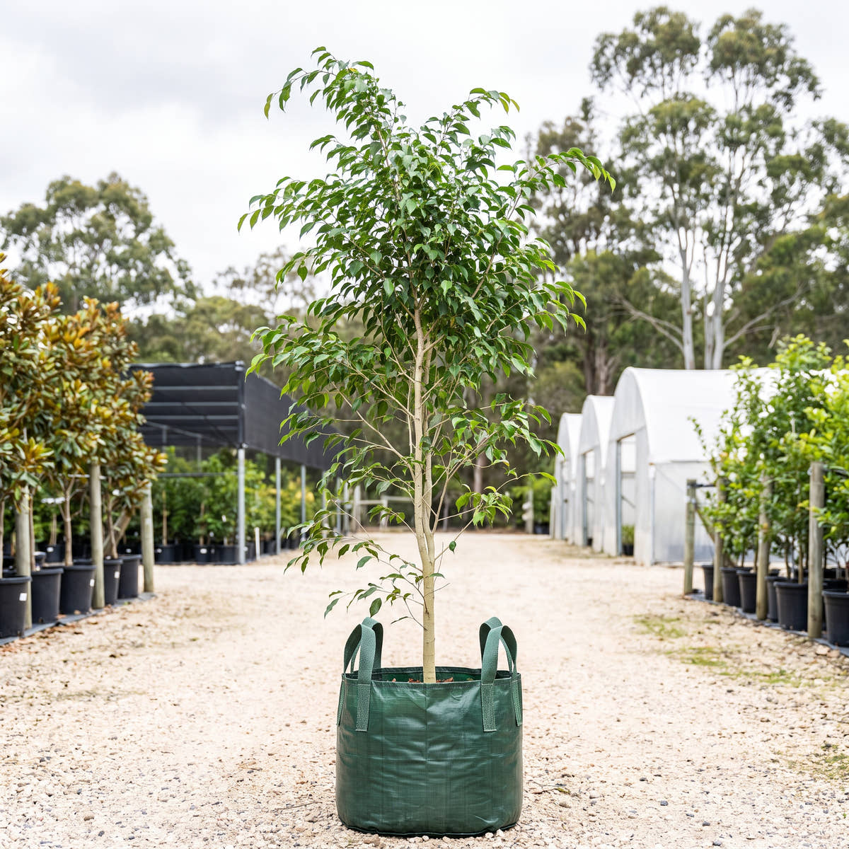 Exotica Weeping Fig - Ficus benjamina ‘Exotica’