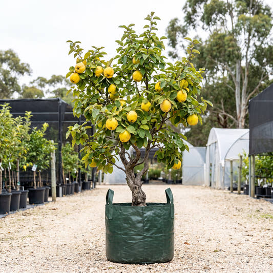 Champion Quince - Cydonia oblonga ‘Champion’