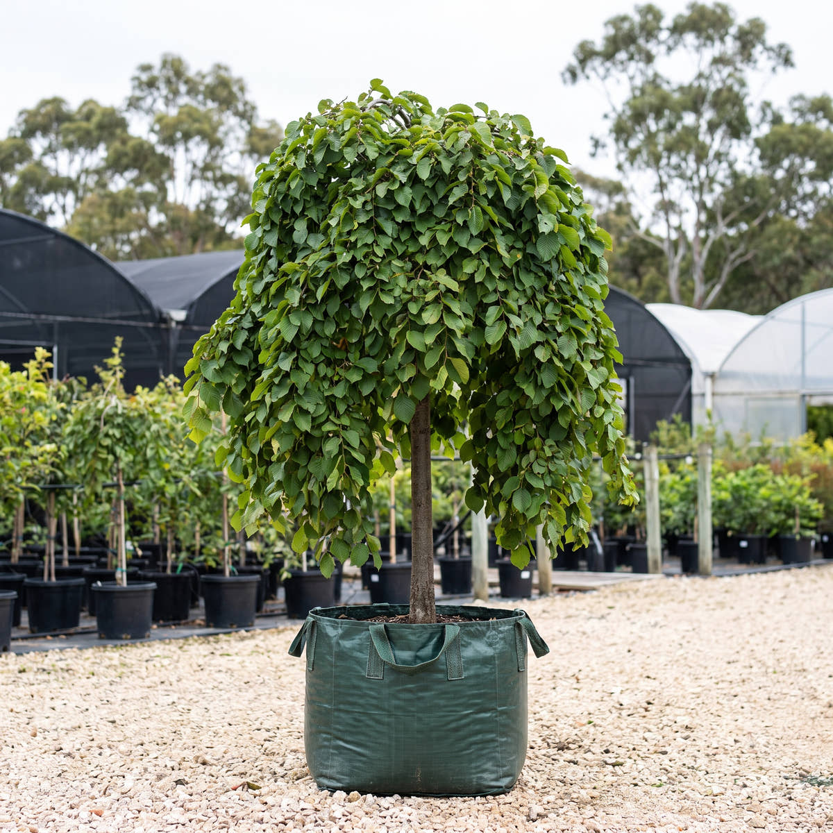Camperdown Elm - Ulmus glabra ‘Camperdownii’