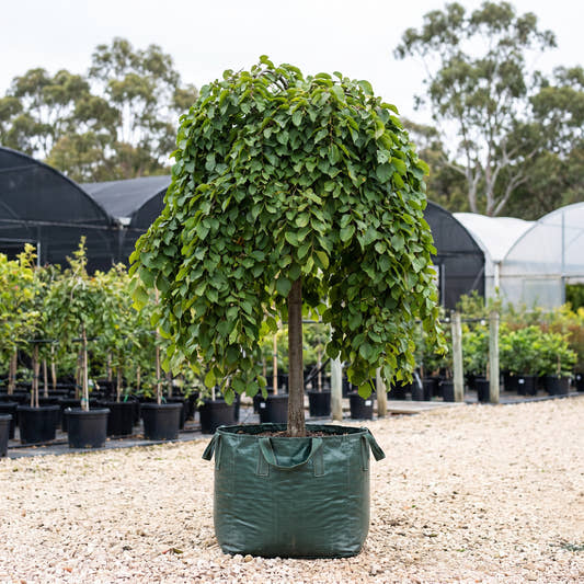 Camperdown Elm - Ulmus glabra ‘Camperdownii’