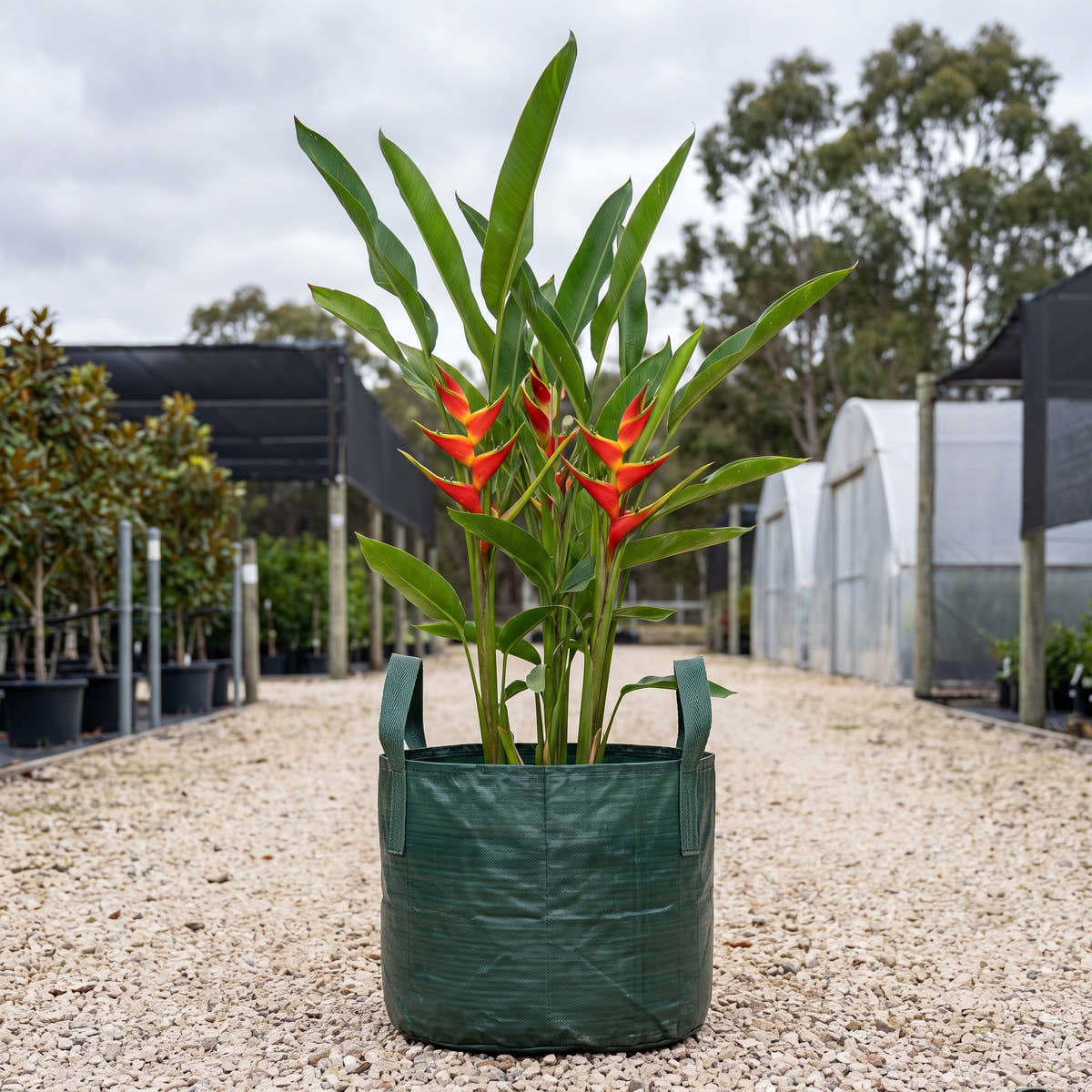 Heliconia ‘Criswick’