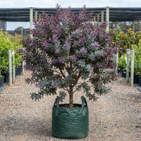 Acacia baileyana ‘Purpurea’
