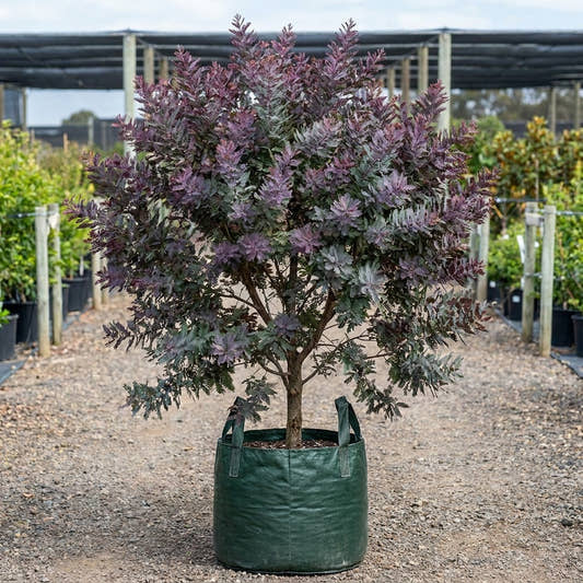 Acacia baileyana ‘Purpurea’