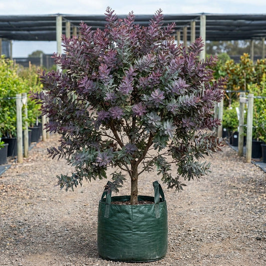 Acacia baileyana ‘Purpurea’ - Acacia baileyana ‘Purpurea’