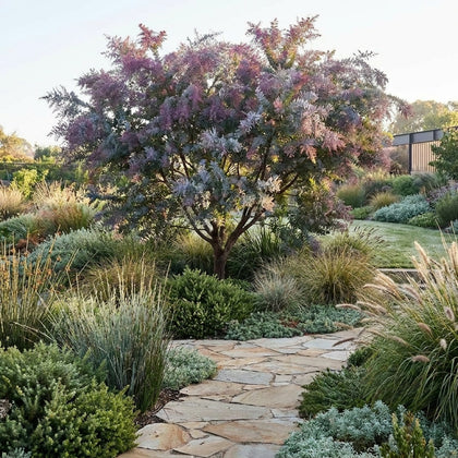Acacia baileyana ‘Purpurea’ - Acacia baileyana ‘Purpurea’