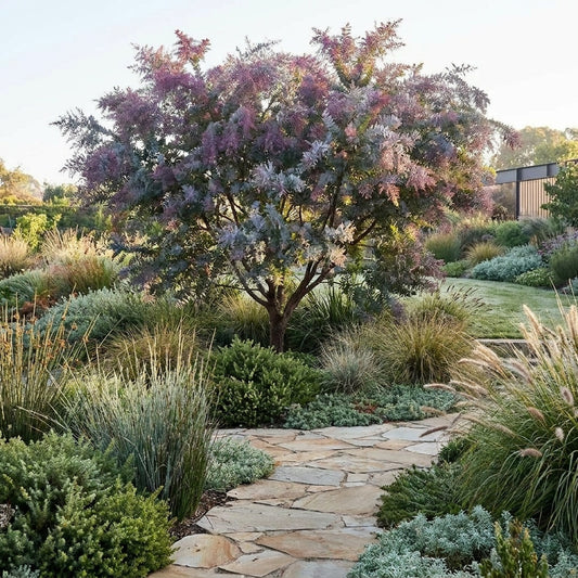 Acacia baileyana ‘Purpurea’ - Acacia baileyana ‘Purpurea’