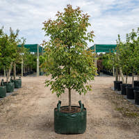 Acer negundo ‘Sensation’