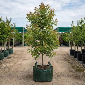 Acer negundo ‘Sensation’