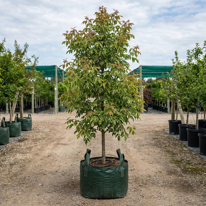 Acer negundo ‘Sensation’ - Acer negundo ‘Sensation’