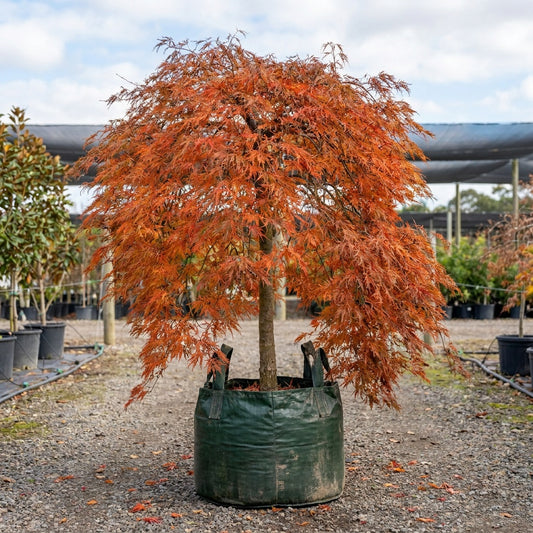 Acer palmatum dissectum ‘Seiryu’ - Acer palmatum dissectum ‘Seiryu’