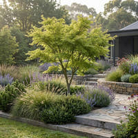 Acer palmatum dissectum ‘Seiryu’