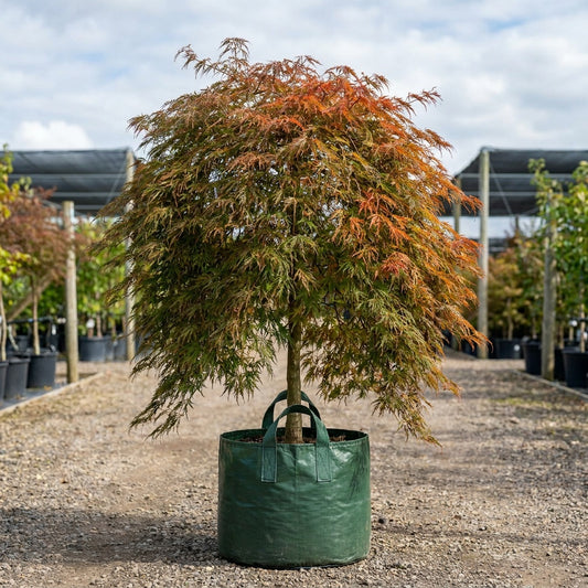 Acer palmatum dissectum ‘Viridis’ - Acer palmatum dissectum ‘Viridis’