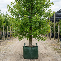 Acer rubrum ‘October Glory’