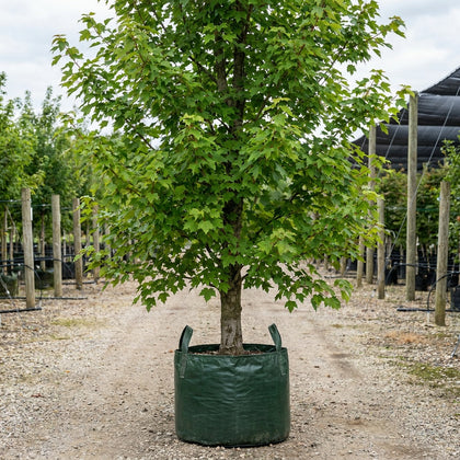 Acer rubrum ‘October Glory’ - Acer rubrum ‘October Glory’