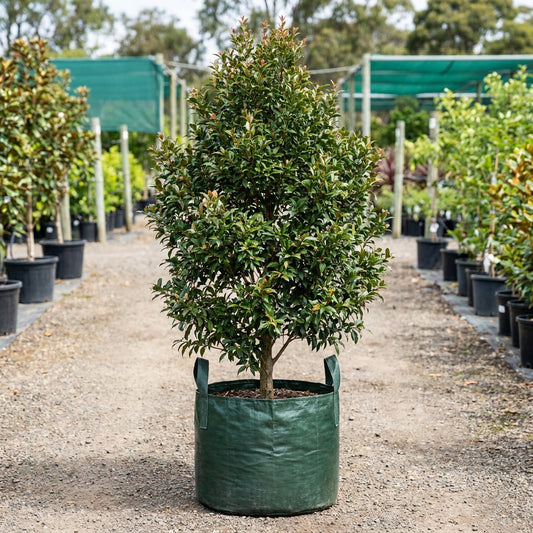 Acmena smithii ‘Minor Red Tip’ Form - Acmena smithii
