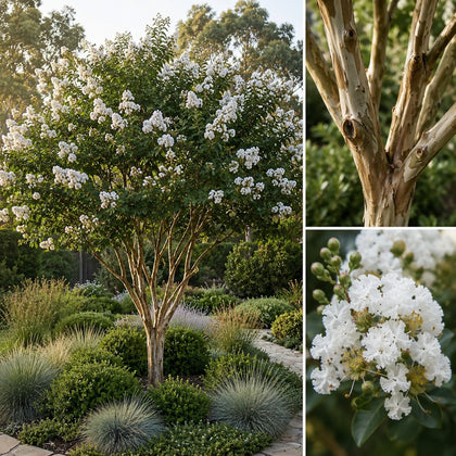 Acoma Crepe Myrtle - Lagerstroemia 'Acoma'