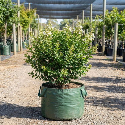 Acoma Crepe Myrtle - Lagerstroemia 'Acoma'