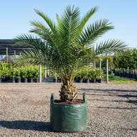 African Oil Palm - Elaeis guineensis