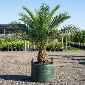 African Oil Palm - Elaeis guineensis