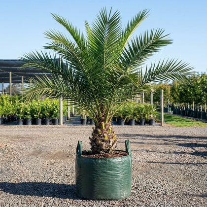 African Oil Palm - Elaeis guineensis