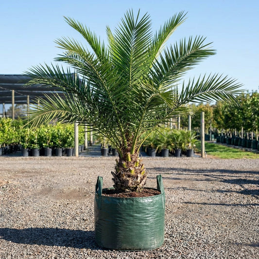 African Oil Palm - Elaeis guineensis