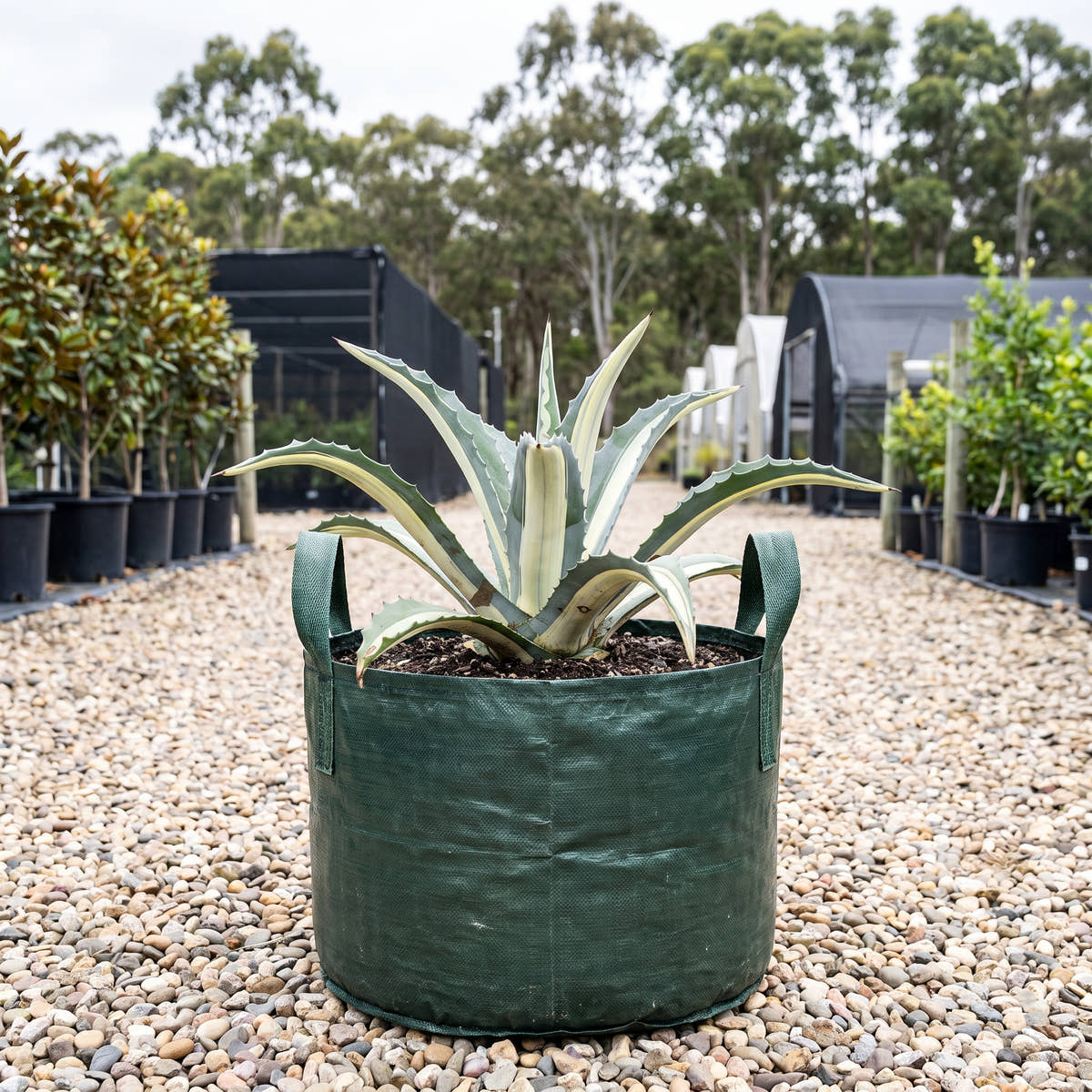 Mediopicta Alba Century Plant - Agave americana ‘Mediopicta Alba’