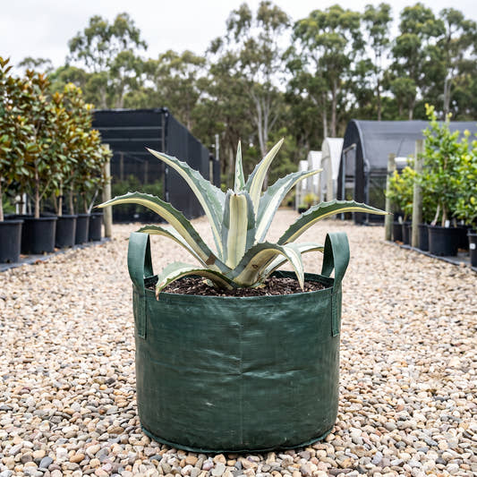 Mediopicta Alba Century Plant - Agave americana ‘Mediopicta Alba’