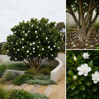 Aimee Yoshiba Fragrant Gardenia - Gardenia augusta ‘Aimee Yoshiba’