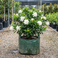 Aimee Yoshiba Fragrant Gardenia - Gardenia augusta ‘Aimee Yoshiba’