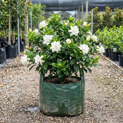 Aimee Yoshiba Fragrant Gardenia - Gardenia augusta 'Aimee Yoshiba'
