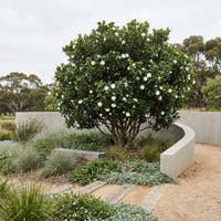 Aimee Yoshiba Fragrant Gardenia - Gardenia augusta ‘Aimee Yoshiba’