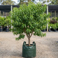 Alboplena Flowering Peach - Prunus persica ‘Alboplena’