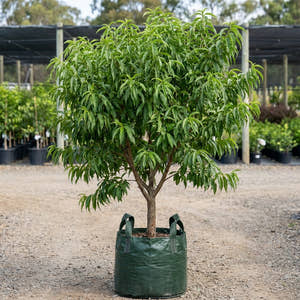 Alboplena Flowering Peach - Prunus persica ‘Alboplena’