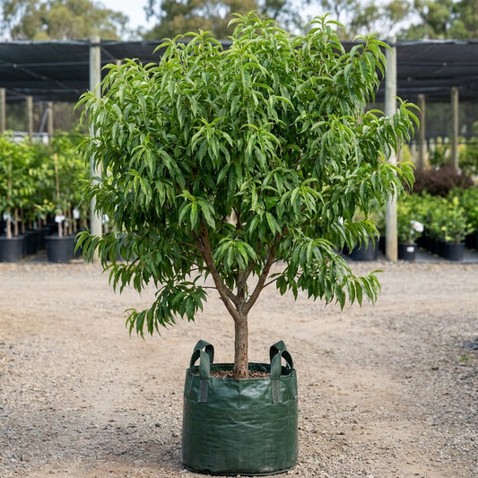 Alboplena Peach - Prunus persica 'Alboplena'