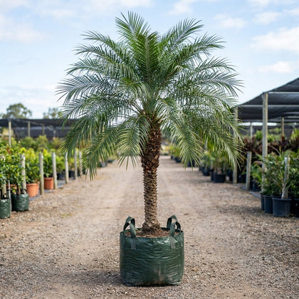 Alexander Palm - Archontophoenix alexandrae
