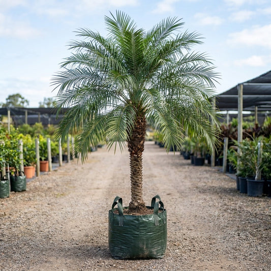 Alexander Palm - Archontophoenix alexandrae