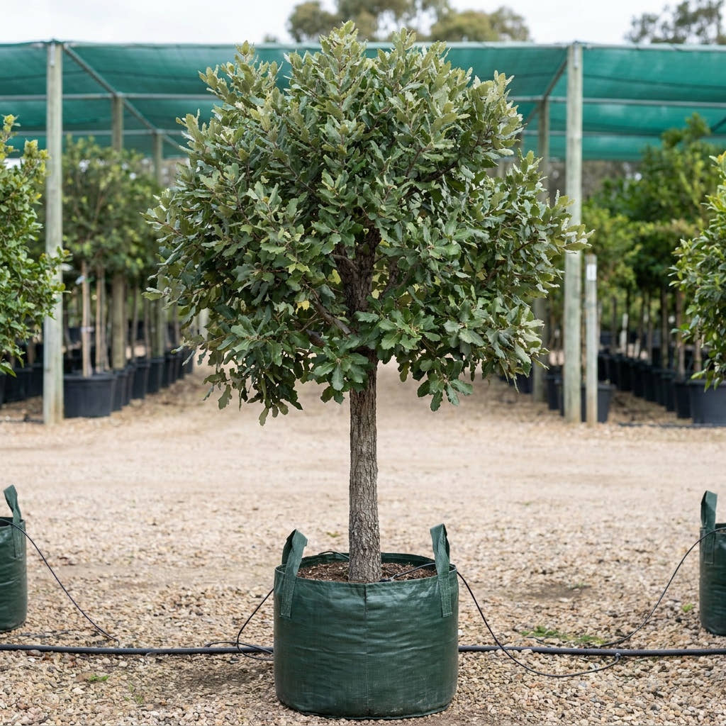 Algerian Oak - Quercus canariensis
