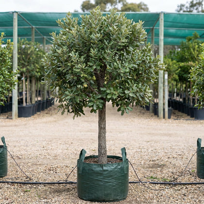 Algerian Oak - Quercus canariensis
