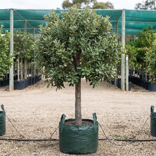 Algerian Oak - Quercus canariensis