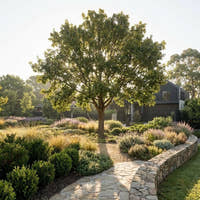Algerian Oak - Quercus canariensis
