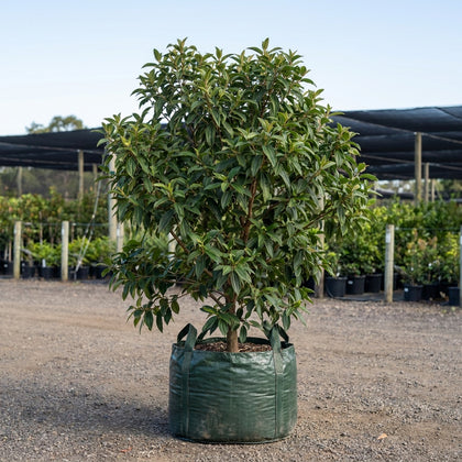 Alstonville Tibouchina - Tibouchina lepidota 'Alstonville'