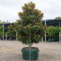 Alta Southern Magnolia - Magnolia grandiflora ‘Alta’