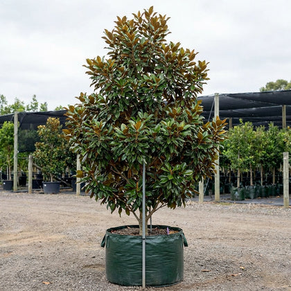Alta Southern Magnolia - Magnolia grandiflora 'Alta'