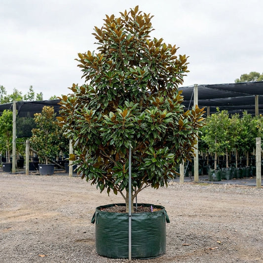 Alta Southern Magnolia - Magnolia grandiflora 'Alta'