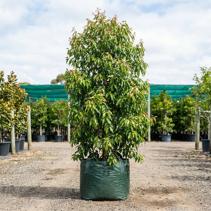 Amaroo Weeping Lilly Pilly - Waterhousea floribunda ‘Amaroo’