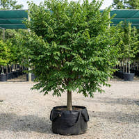 American Elm - Ulmus americana