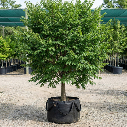 American Elm - Ulmus americana